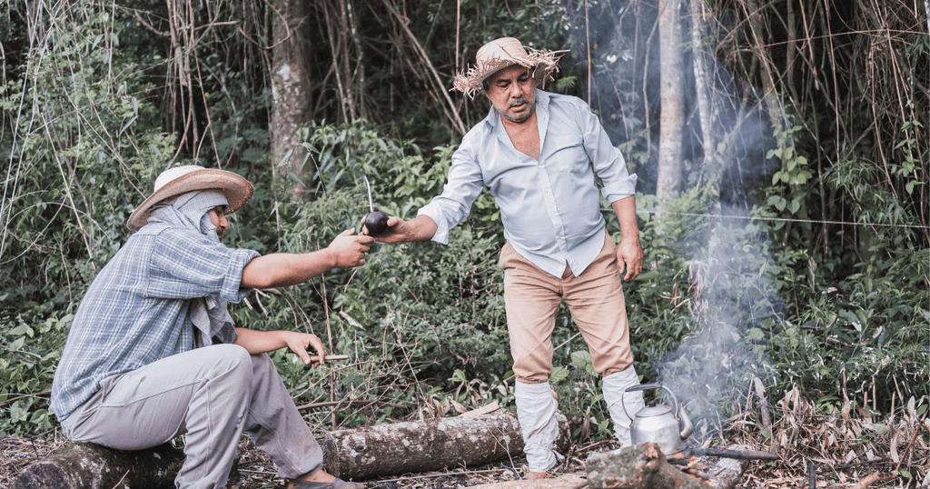 ¿Cómo se produce la yerba mate?