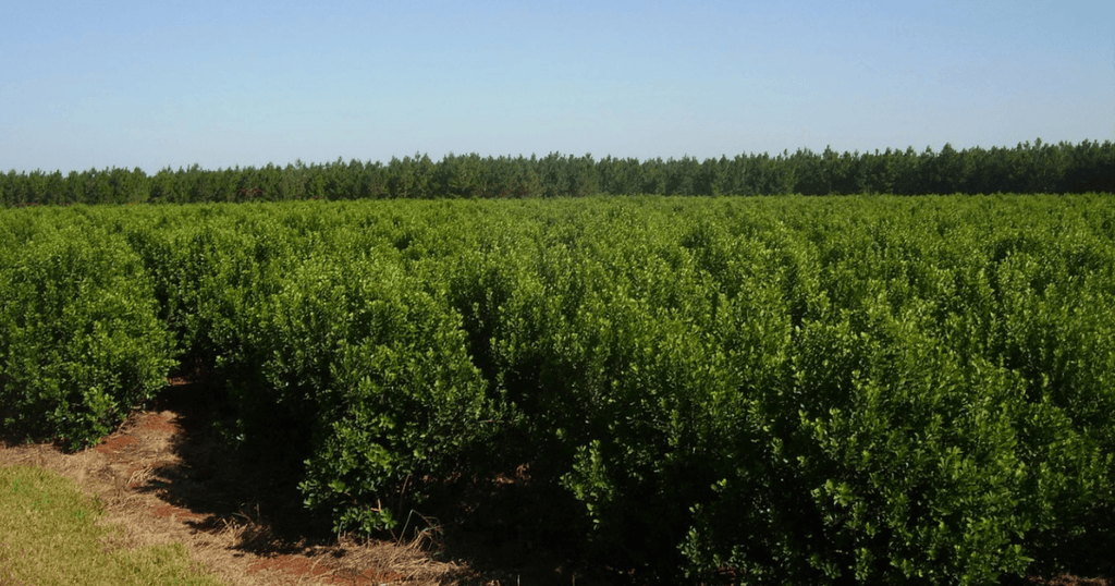 Plantacion de yerba mate