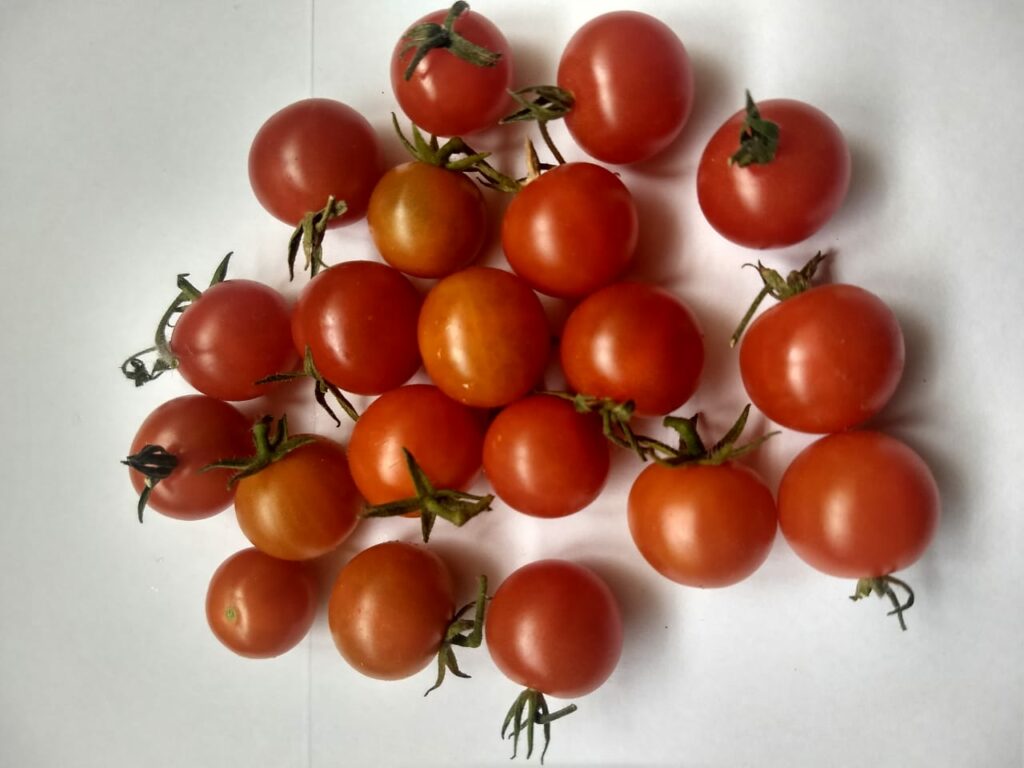 Cosecha de tomates en casa