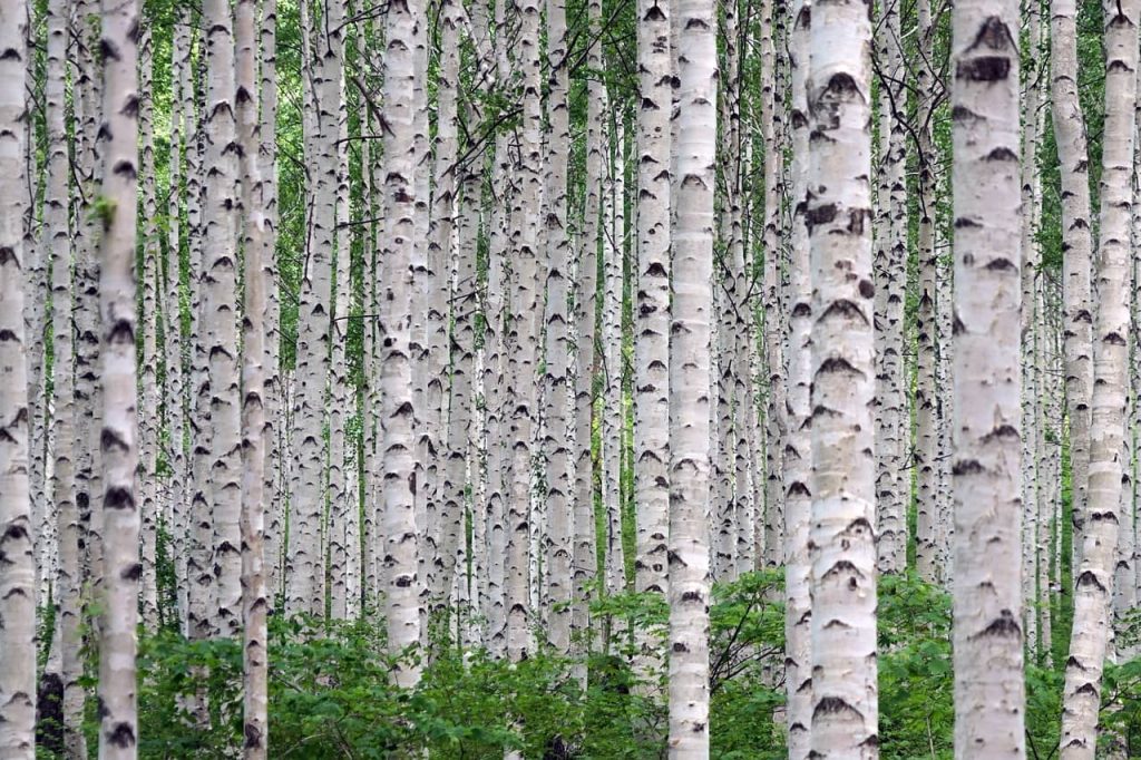 Bosque de abedul