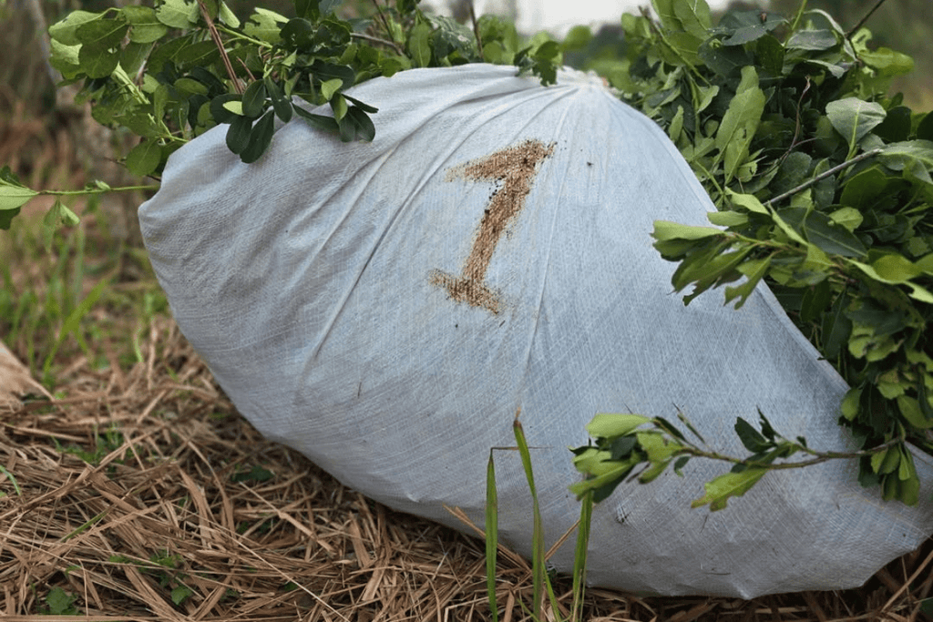 Cosecha de hojas de yerba mate en el yerbal