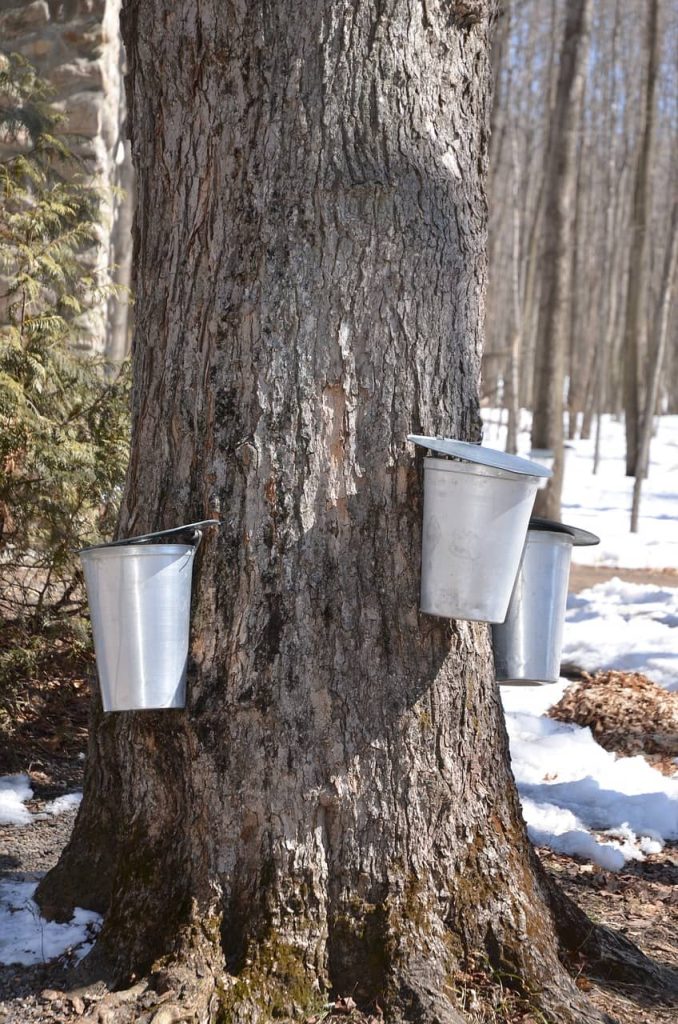 Recoleccion de miel de maple