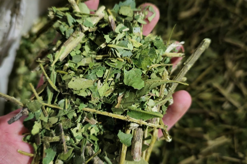 Yerba mate canchada de molienda gruesa