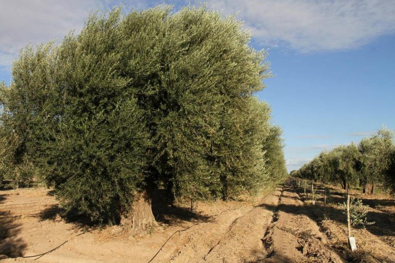 Olivos - Finca Lecumberri