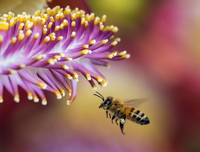 Abeja libando miel