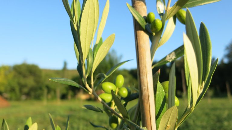 Aceitunas