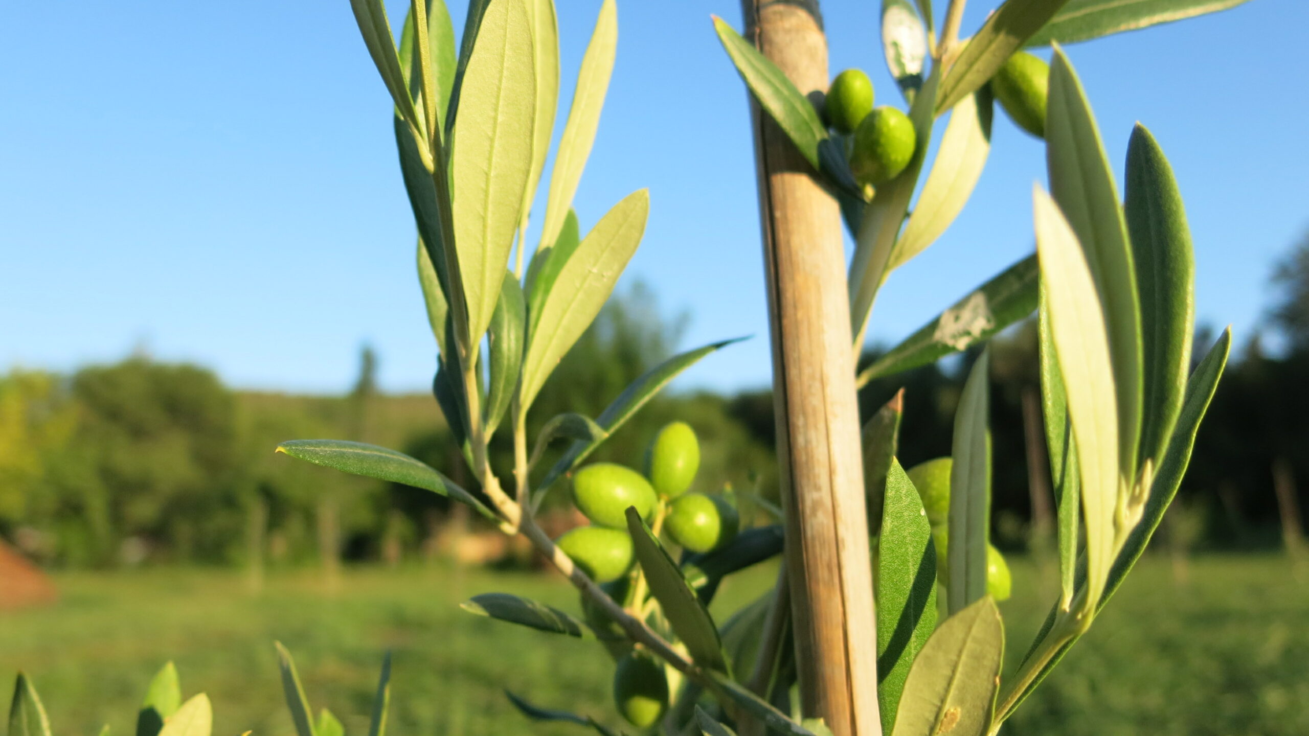 Aceitunas