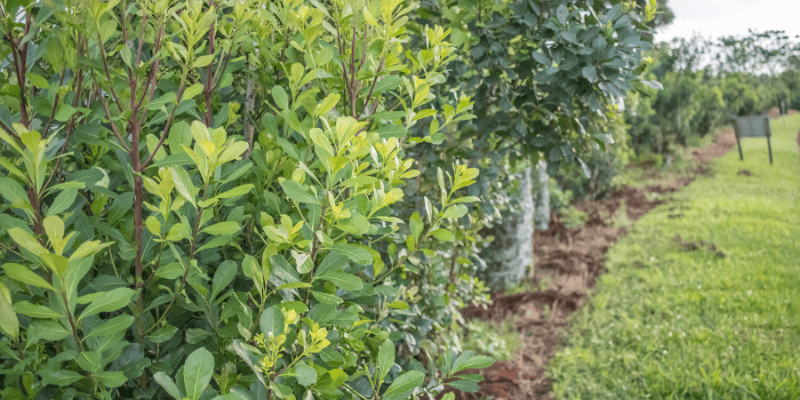 Plantacion de yerba mate