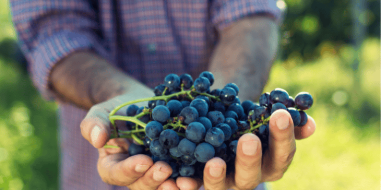Uvas