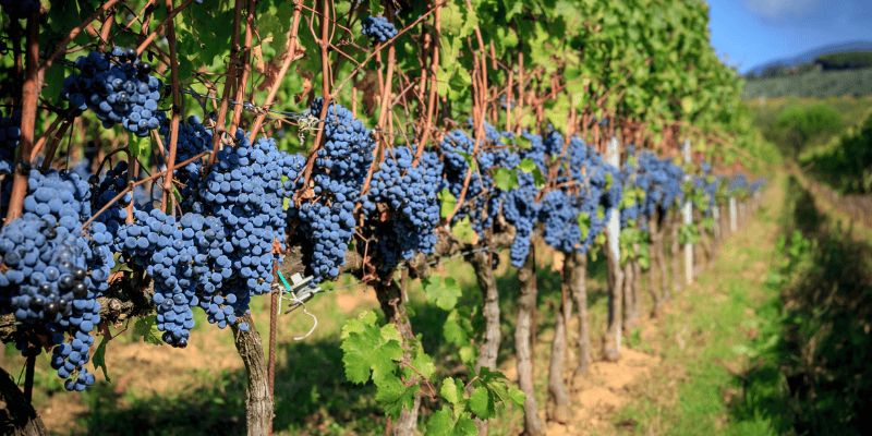 Proceso simplificado de produccion de vinos