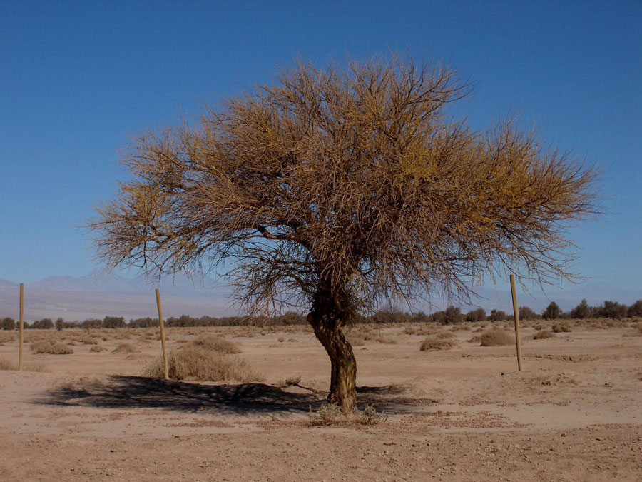 Árbol de chañar