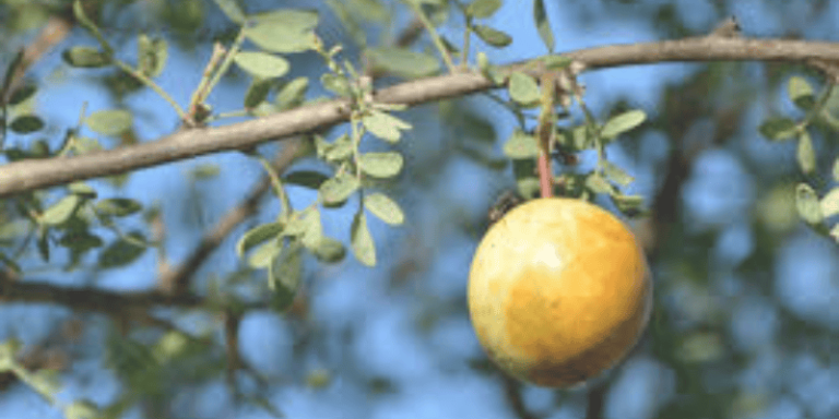 Fruto de chañar