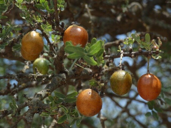 Fruto del Chañar