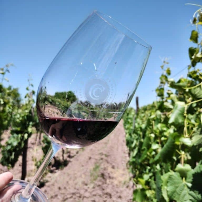 4 Puntos Por Lo Que Los Vinos Sin Sulfitos Son Importantes Semilla Viva