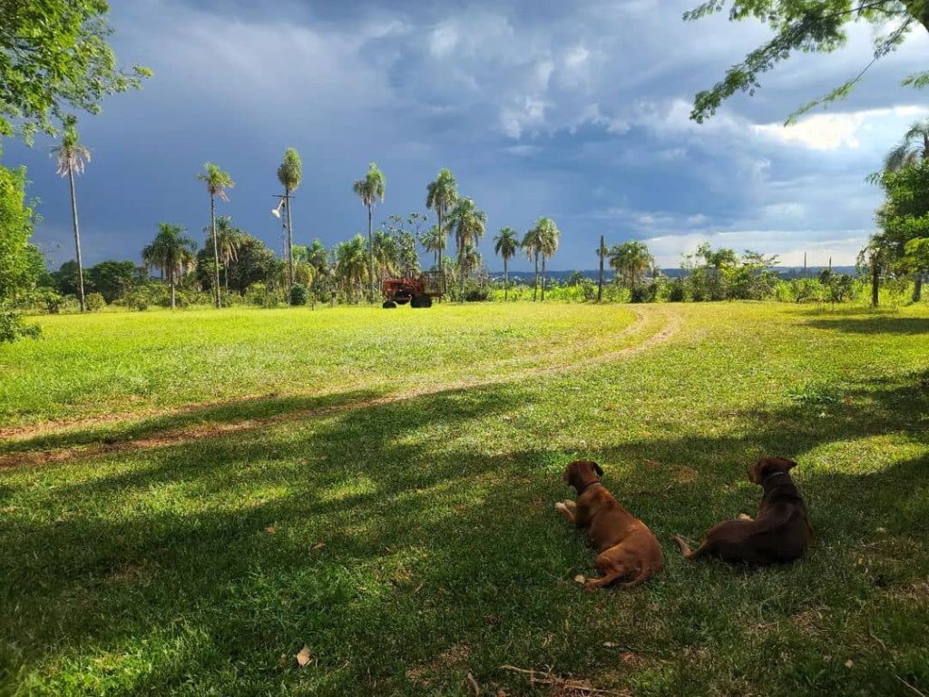  Cuales Son Los Beneficios De La Agricultura Org nica Semilla Viva